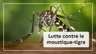 Moustique tigre : une pulvérisation d'insecticide en gare de Niort ce lundi  9 octobre