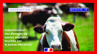 COVID 19 - Indemnisation des élevages de bovins allaitants touchés par la baisse des cours