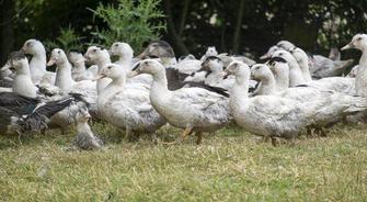 Influenza aviaire : Levée des Arrêtés Préfectoraux portant Déclaration d'Infection