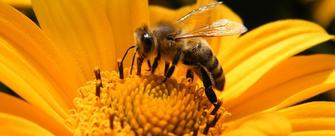 Mandatement des vétérinaires en apiculture et pathologies apicoles