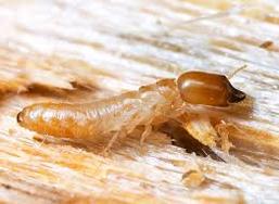 Termites et Mérules