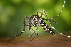 Le moustique-tigre (Aedes albopictus)