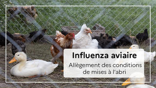 vignette IDE influenza aviaire